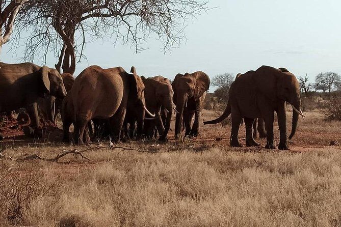 3 days safari Tsavo East and West - Voi Safari Lodge Check-In and the First Big Game-Drive Window