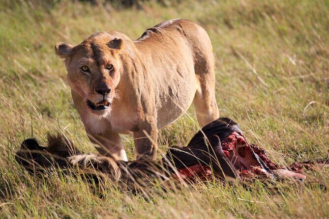 3 Days Tsavo East & Amboseli (2 Nights) - Day 2 in Amboseli: early breakfast, lunch on arrival, then a 16:00 game drive