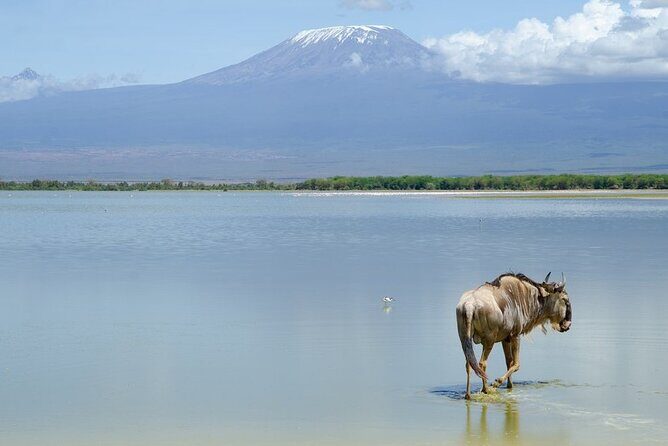 3 Days Tsavo East & Amboseli (2 Nights) - Amboseli photography and expectations: plan for animals plus views