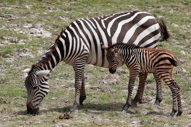 3 Days Tsavo East & Amboseli (2 Nights) - Tsavo East wildlife focus: elephants, mixed predators, and your best “first impressions”