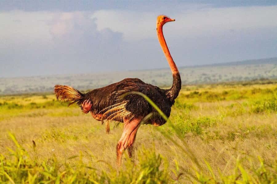 3 DAYS TSAVO EAST- AMBOSELI PARKS FROM MOMBASA/DIANI - Price and value: what $1,085 covers and what costs extra