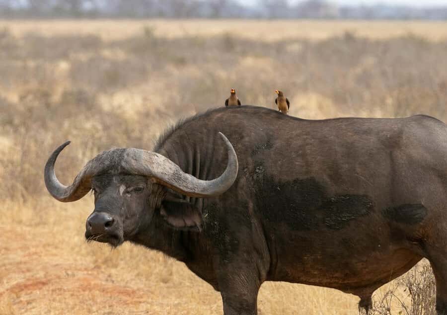 3 DAYS TSAVO EAST- AMBOSELI PARKS FROM MOMBASA/DIANI - Lodges and comfort: where your downtime actually happens