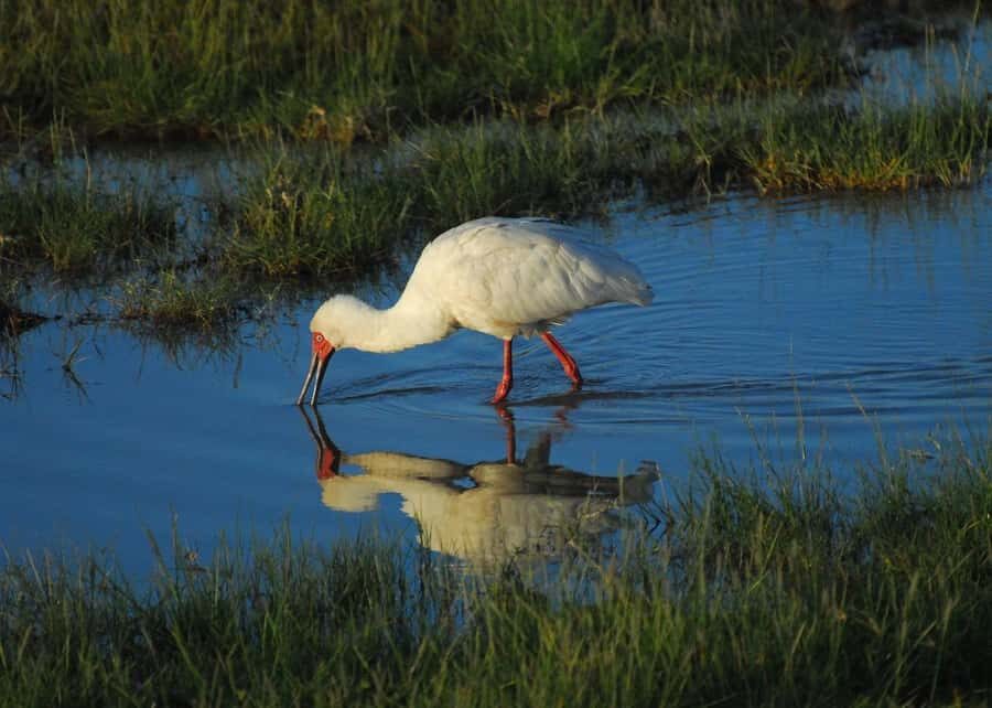 3 DAYS TSAVO EAST- AMBOSELI PARKS FROM MOMBASA/DIANI - Should you book this Tsavo East and Amboseli safari from Mombasa/Diani?