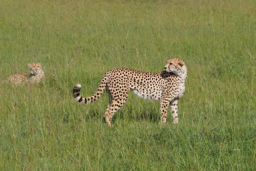 3 days Tsavo East and Saltlick safari from Diani/Mombasa - Why Tsavo East + Taita Hills makes sense in only 3 days