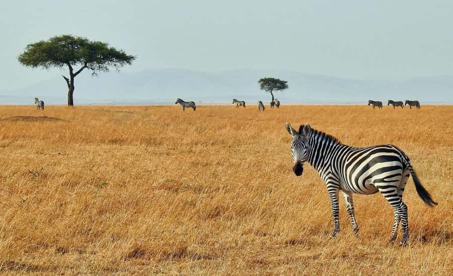 3 days Tsavo East and Saltlick safari from Diani/Mombasa - Lions, elephants, and that sunset drive timing
