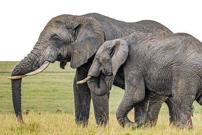 3 Days Unforgettable Masai Mara Safari Tour - Key highlights that make this Masai Mara safari tick