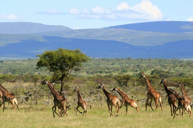3 Days Unforgettable Masai Mara Safari Tour - From Biashara Street to the Mara: getting there without stress