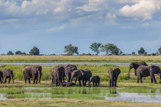3 Days Unforgettable Masai Mara Safari Tour - Day 2: sunrise-to-sunset game drives and picnic lunch breaks