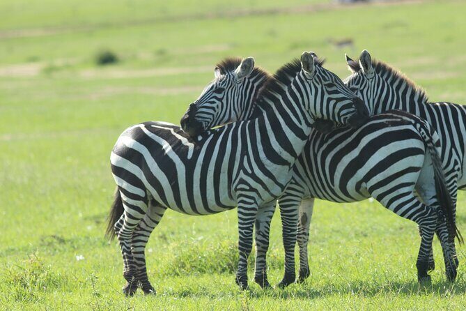 3 Days Unforgettable Masai Mara Safari Tour - Lodging at Lenchada tented camp or equivalent: comfort, style, and practical packing