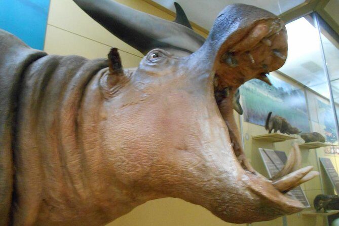 3 Hours Nairobi National Museum - Touring at your own pace inside the museum