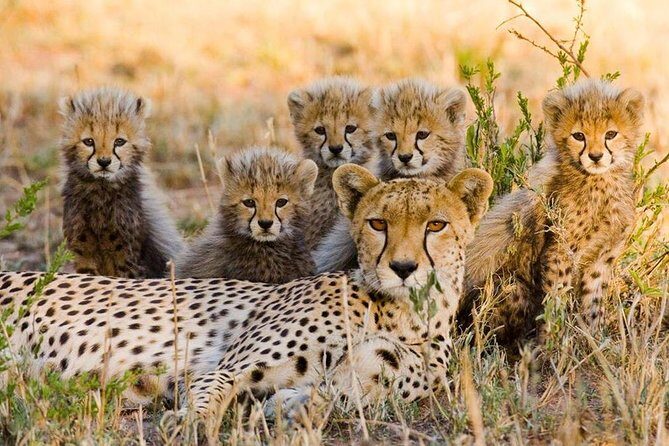3 nights exclusive Masai Mara safari - Wildlife corridors plus community centers: learning life around the Mara
