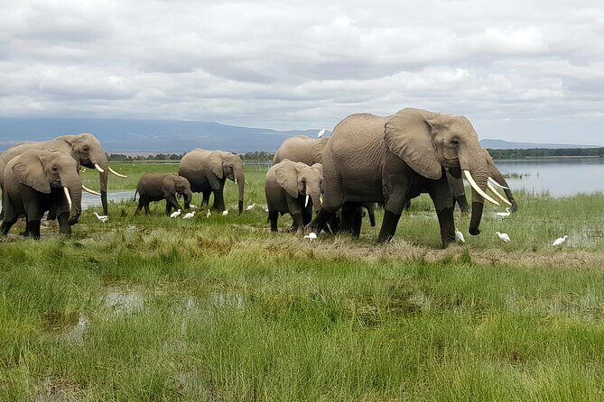 3day Amboseli Park Private safari - Key things that make this safari worth it