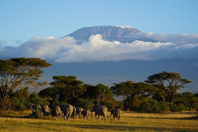 3day Amboseli Park Private safari - Day 3: Sunrise drive for the best light, then back to Nairobi