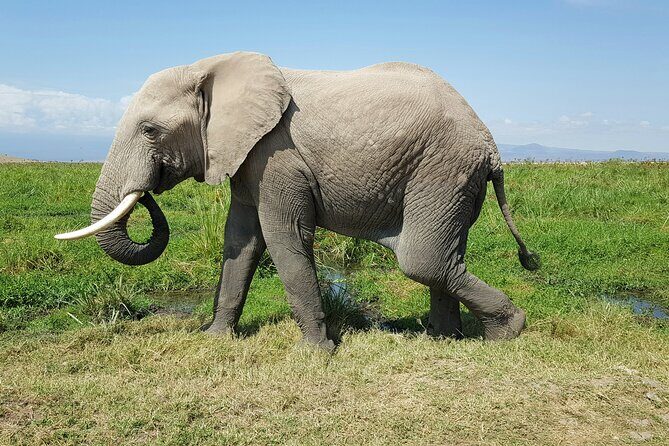3day Amboseli Park Private safari - Lodge comfort and safari-day pacing: how it feels day to day