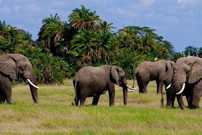 3days masai mara best of lodge safari - First-time Maasai Mara reality: what this “budget-friendly” package really buys