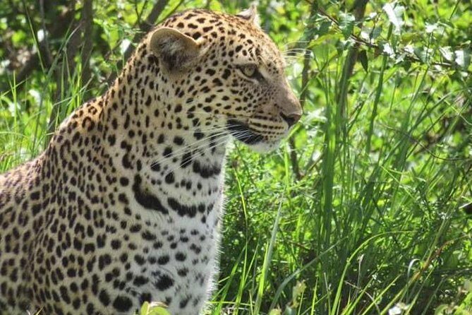 3days masai mara best of lodge safari - Lodging at Jambo Mara Lodge: why “inside the park” changes the experience