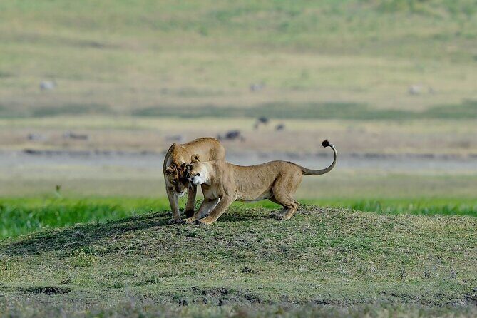3days masai mara best of lodge safari - Day 1 game drive at Maasai Mara: first sightings and first lessons