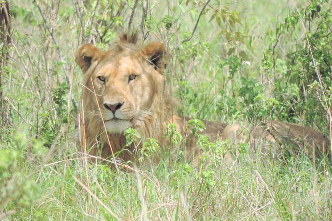 4-Day Adventure to Lake Nakuru & Maasai Mara - Starting Nairobi at 7:30: YWCA Pickup and Your First Wildlife Day
