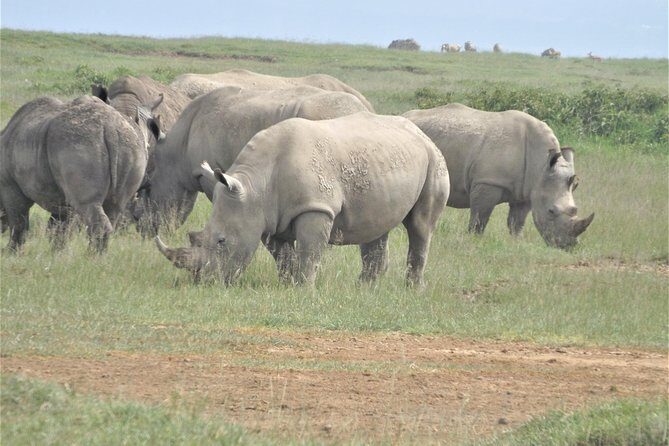 4-Day Adventure to Lake Nakuru & Maasai Mara - Maasai Mara Afternoon Game Drives: Migration Energy and Lion Chances