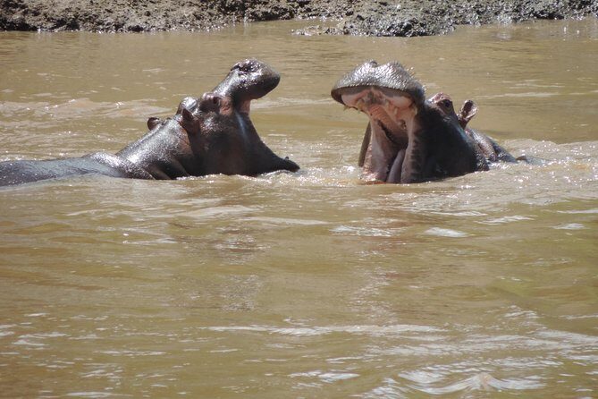 4-Day Adventure to Lake Nakuru & Maasai Mara - Price and Value: What $1,268.66 Buys You Here