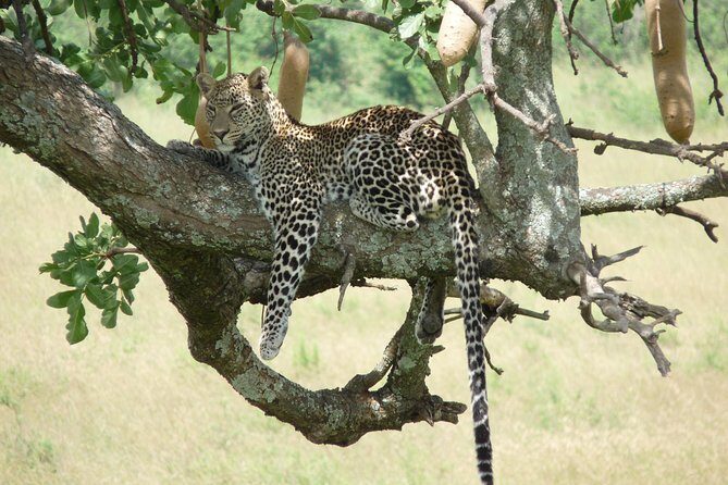 4-Day Adventure to Lake Nakuru & Maasai Mara - Picking the Right Safari for Your Style