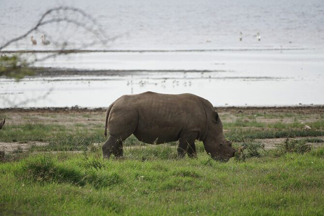 4-Day Group Safari to Maasai Mara & Lake Nakuru- 4 x 4 jeep - Key highlights worth knowing