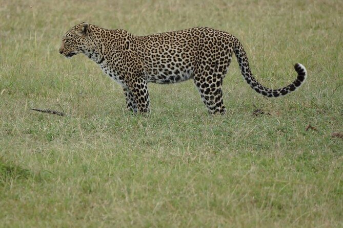 4-Day Group Safari to Maasai Mara & Lake Nakuru- 4 x 4 jeep - Day 1 in Maasai Mara: late afternoon game drive and Lenchada’s rhythm