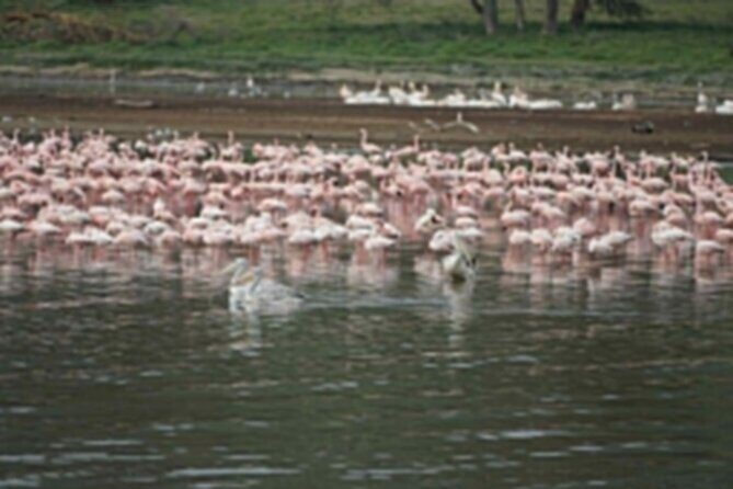4-Day Group Safari to Maasai Mara & Lake Nakuru- 4 x 4 jeep - Price and value: what $750 includes (and what you’ll still pay)