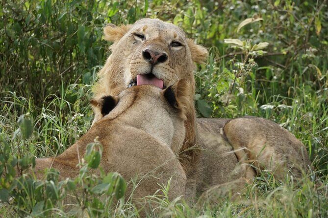 4-Day Group Safari to Maasai Mara & Lake Nakuru- 4 x 4 jeep - Day 2: the full Mara day built around predators and the migration river