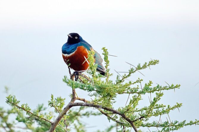 4 Day Group Tour to Maasai Mara and Lake Nakuru by a 4WD Cruiser - Maasai Mara and Lake Nakuru in 4 days: the real value