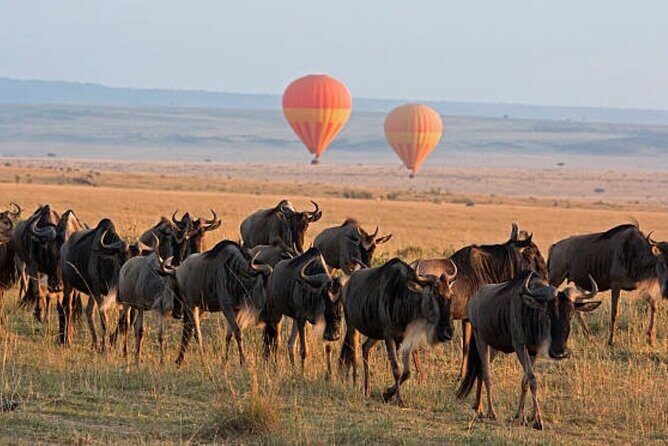 4 Day Group Tour to Maasai Mara and Lake Nakuru by a 4WD Cruiser - Price and what you should budget beyond $350
