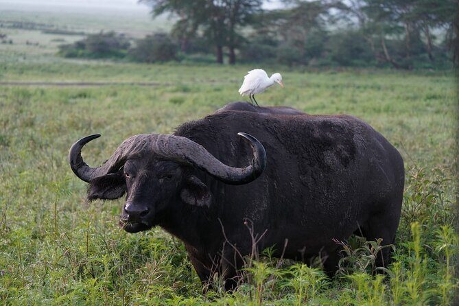 4 Day Group Tour to Maasai Mara and Lake Nakuru by a 4WD Cruiser - Who this safari fits best (and who should look elsewhere)