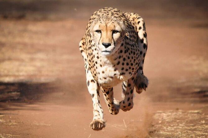 4 Day Group Tour to Maasai Mara and Lake Nakuru by a 4WD Cruiser - 4WD pop-roof game drives: why the vehicle matters
