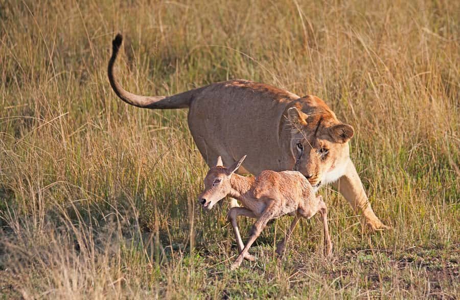 4-Day Masai Mara and Lake Nakuru Safari - Key things that make this safari work