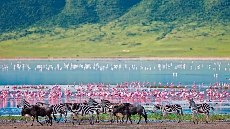 4-Day Masai Mara and Lake Nakuru Safari - Day 3: Masai Mara to Lake Nakuru—birds in pink and rhino in the same day