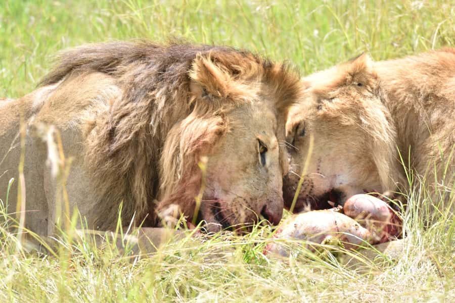 4-Day Masai Mara and Lake Nakuru Safari - Should you book this 4-day Masai Mara and Lake Nakuru safari?