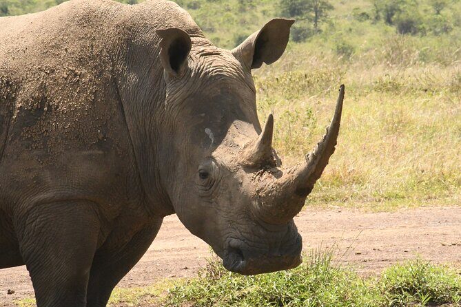 4-Day Masai Mara and Lake Nakuru safari from Nairobi. - Lake Nakuru Day 4: Flamingos, Giraffes, and Rhino Country