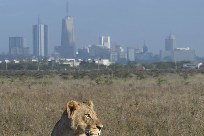 4-Day Masai Mara and Lake Nakuru safari from Nairobi. - Comfort Levels, Meals, and the Pop-Up Roof Reality Check