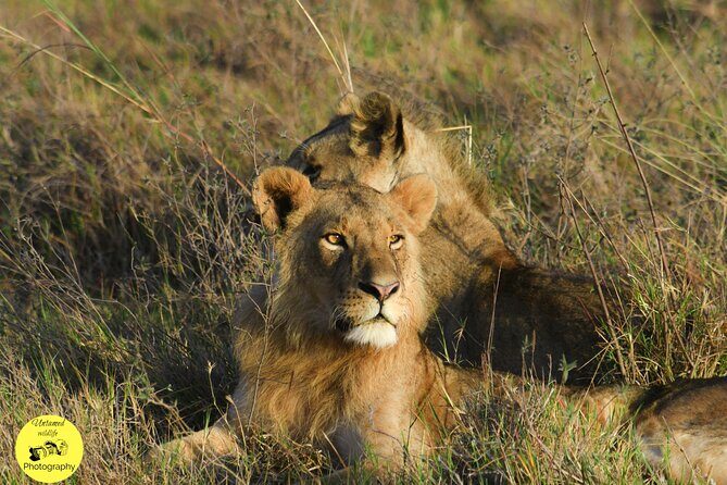 4-Day Masai Mara and Lake Nakuru safari from Nairobi. - Value and the $1,200 Price: What You’re Really Buying