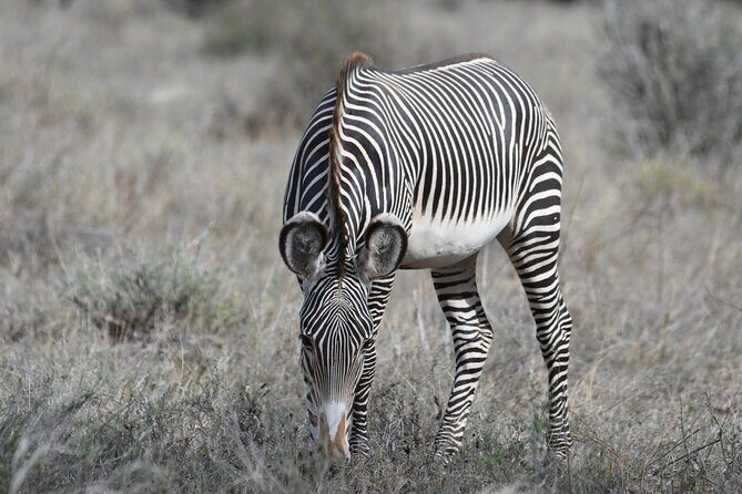 4-Day Masai Mara and Lake Nakuru safari from Nairobi. - Logistics You Should Plan For (Without Losing Sleep)