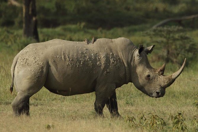4-Day Masai Mara and Lake Nakuru safari from Nairobi. - Maasai Mara Day 2: Big Five Focus With Picnic Lunches