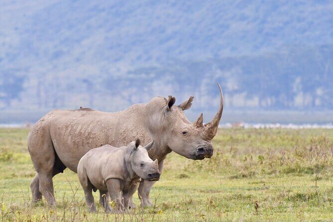4-Day Masai Mara and Lake Nakuru Safari Tour from Nairobi - Why This Masai Mara and Lake Nakuru Combo Works