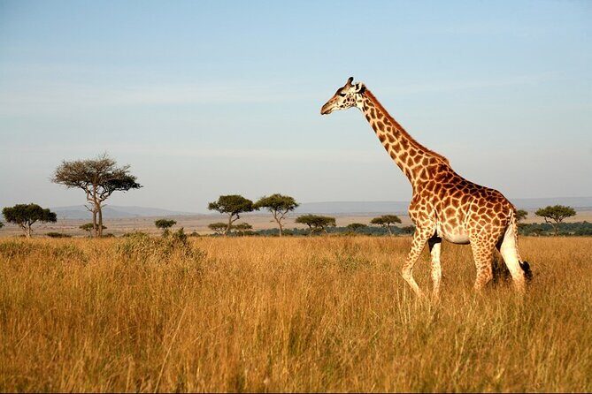 4-Day Masai Mara and Lake Nakuru Safari Tour from Nairobi - Masai Mara Day 1: Sundown Drive and the Open Savannah Feeling