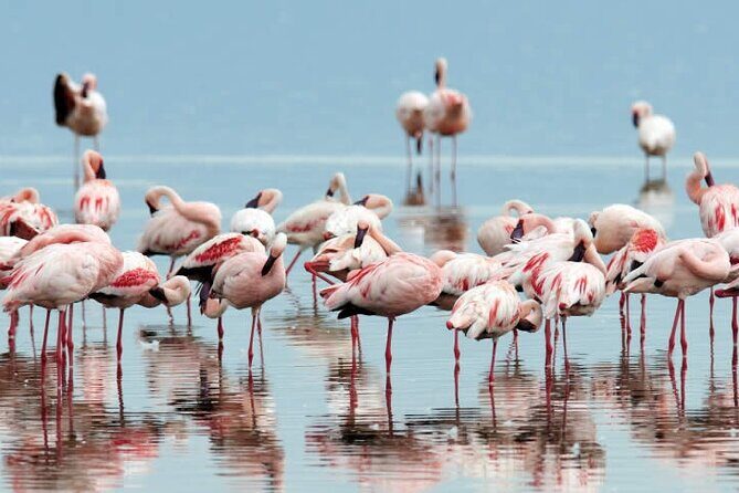 4-Day Masai Mara and Lake Nakuru Safari Tour from Nairobi - Lake Nakuru Day 3: Flamingos, 450+ Bird Species, and a Real Habitat Mix