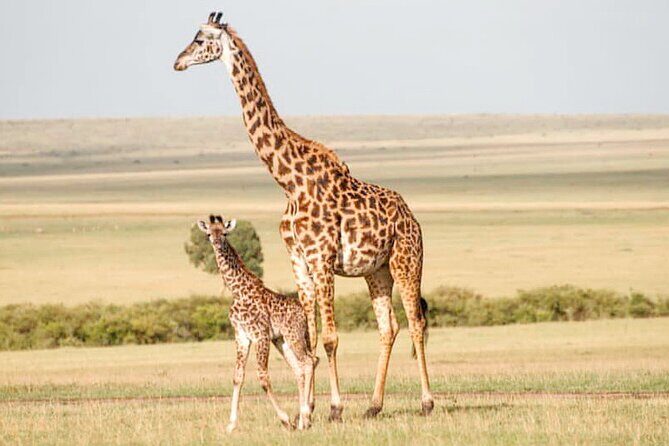 4-Day Masai Mara and Lake Nakuru Safari Tour from Nairobi - Lodging and Food: Full Board Comfort, Plus One Accommodation Caution