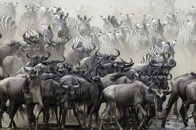 4-Day Masai Mara and Lake Nakuru Safari Tour from Nairobi - Value for $1,690: What You’re Really Paying For