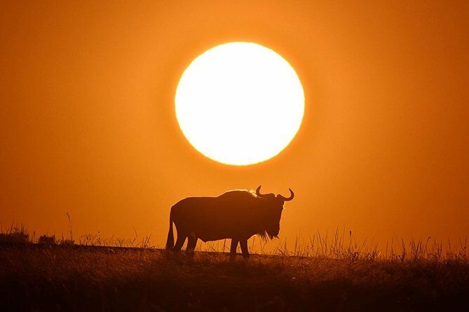4-Day Masai Mara and Lake Nakuru Safari Tour from Nairobi - Masai Mara Day 2: Big Five Time and Mara River Viewing in Peak Season