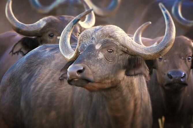 4-Day Masai Mara - Luxury Private safari (JEEP) - Masai Mara Migration season: why mid-June to October changes everything