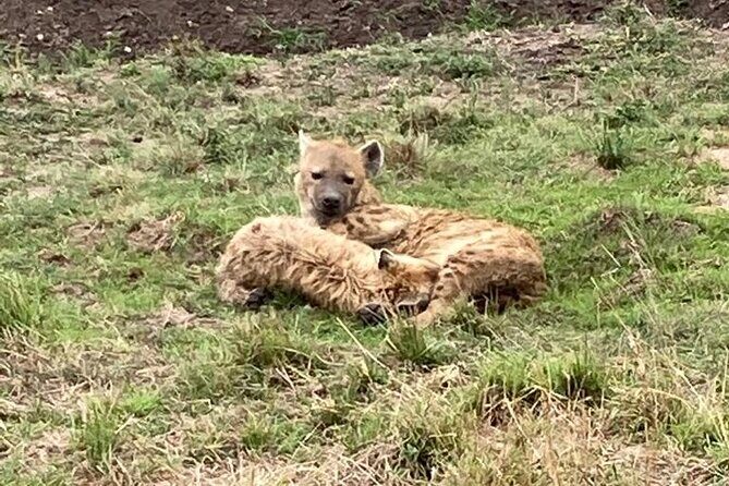 4-Day Masai Mara - Luxury Private safari (JEEP) - Day 4: exit the reserve with a final drive, then Narok lunch and optional stops