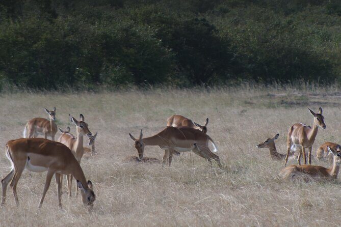 4-Day Masai Mara - Luxury Private safari (JEEP) - Optional add-ons: Maasai village, school visit, and Naivasha by boat and on foot